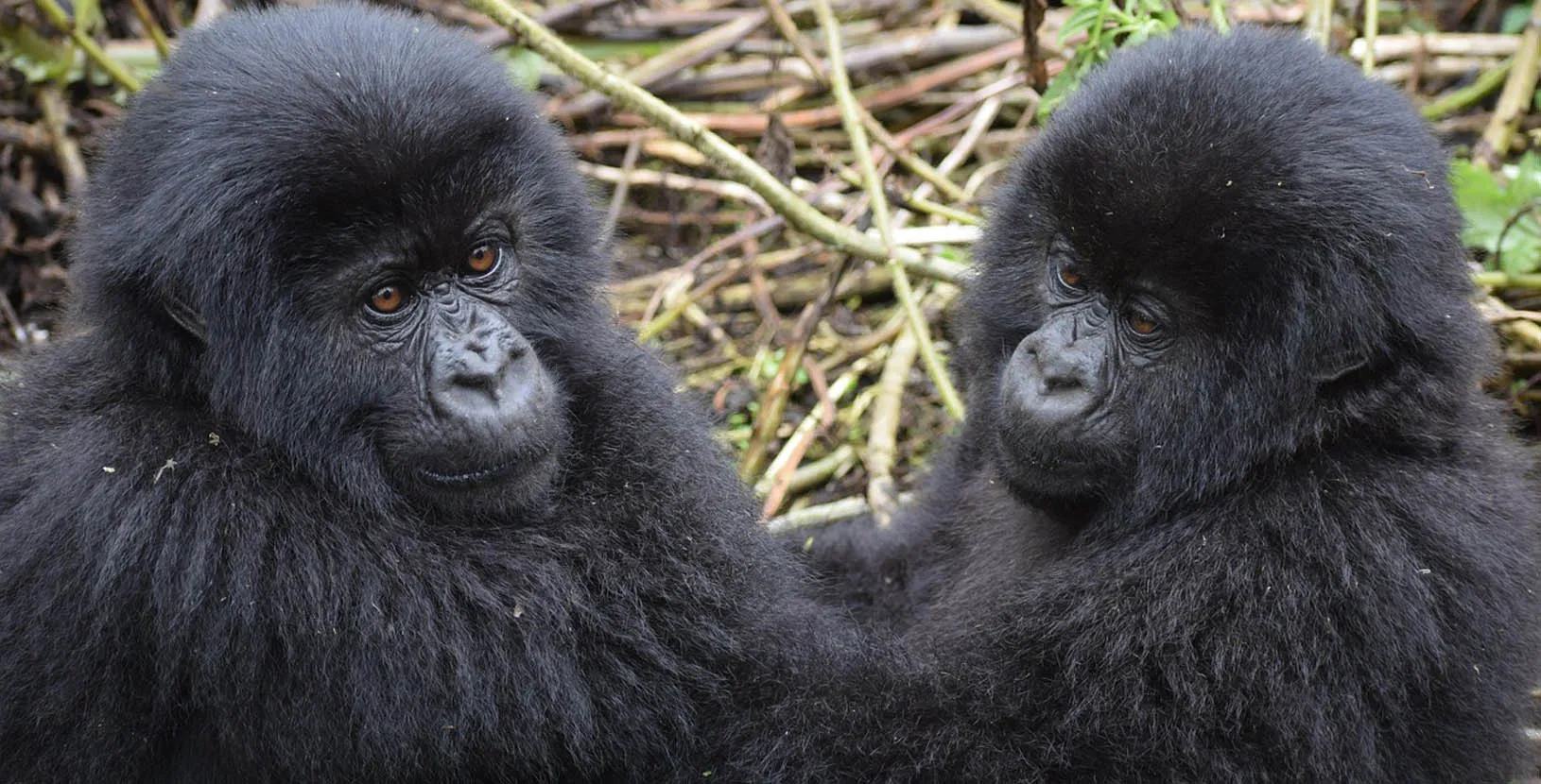 gorilas en Uganda (1)