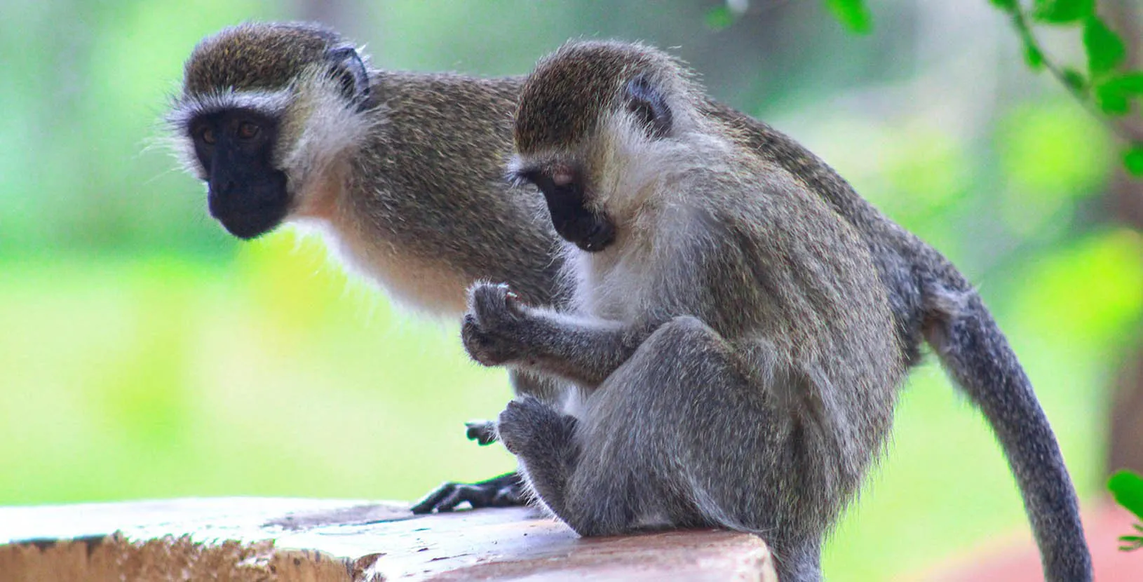 gorilas en Uganda (2)