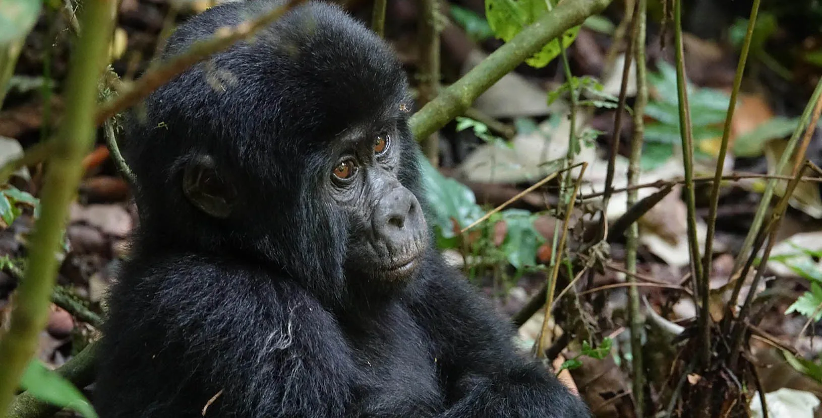 gorilas en Uganda (7)