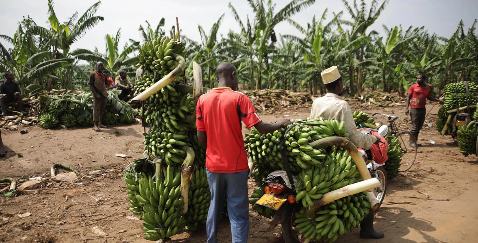 gorilas en Uganda (9)