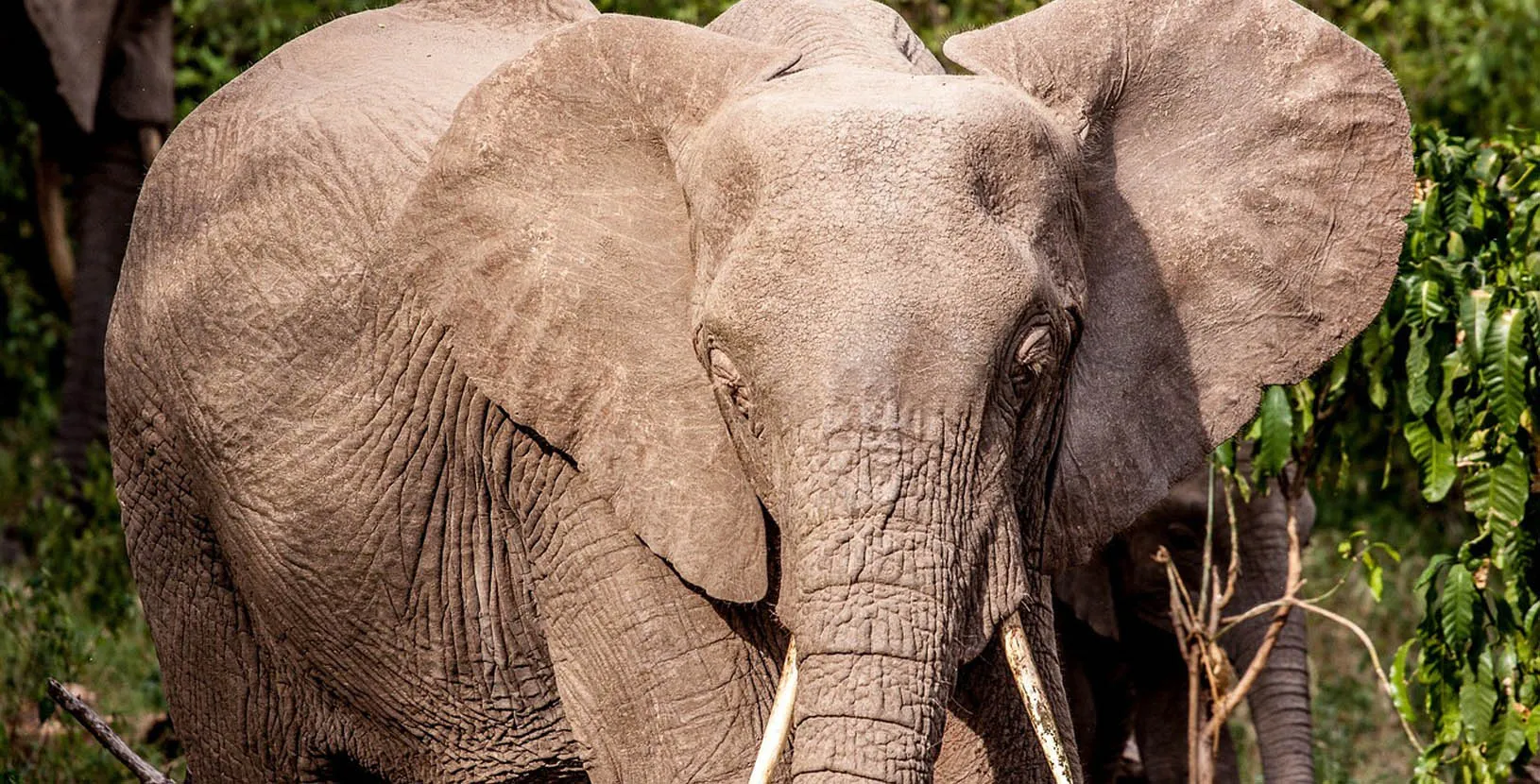 kenia y tanzania (2)