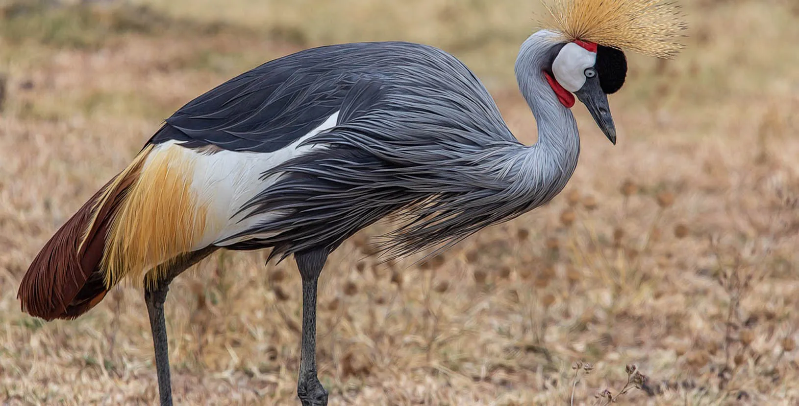 kenia y tanzania (3)